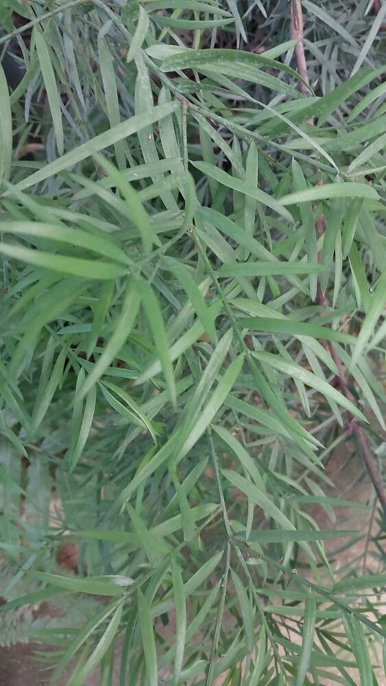 Podocarpus angustifolius