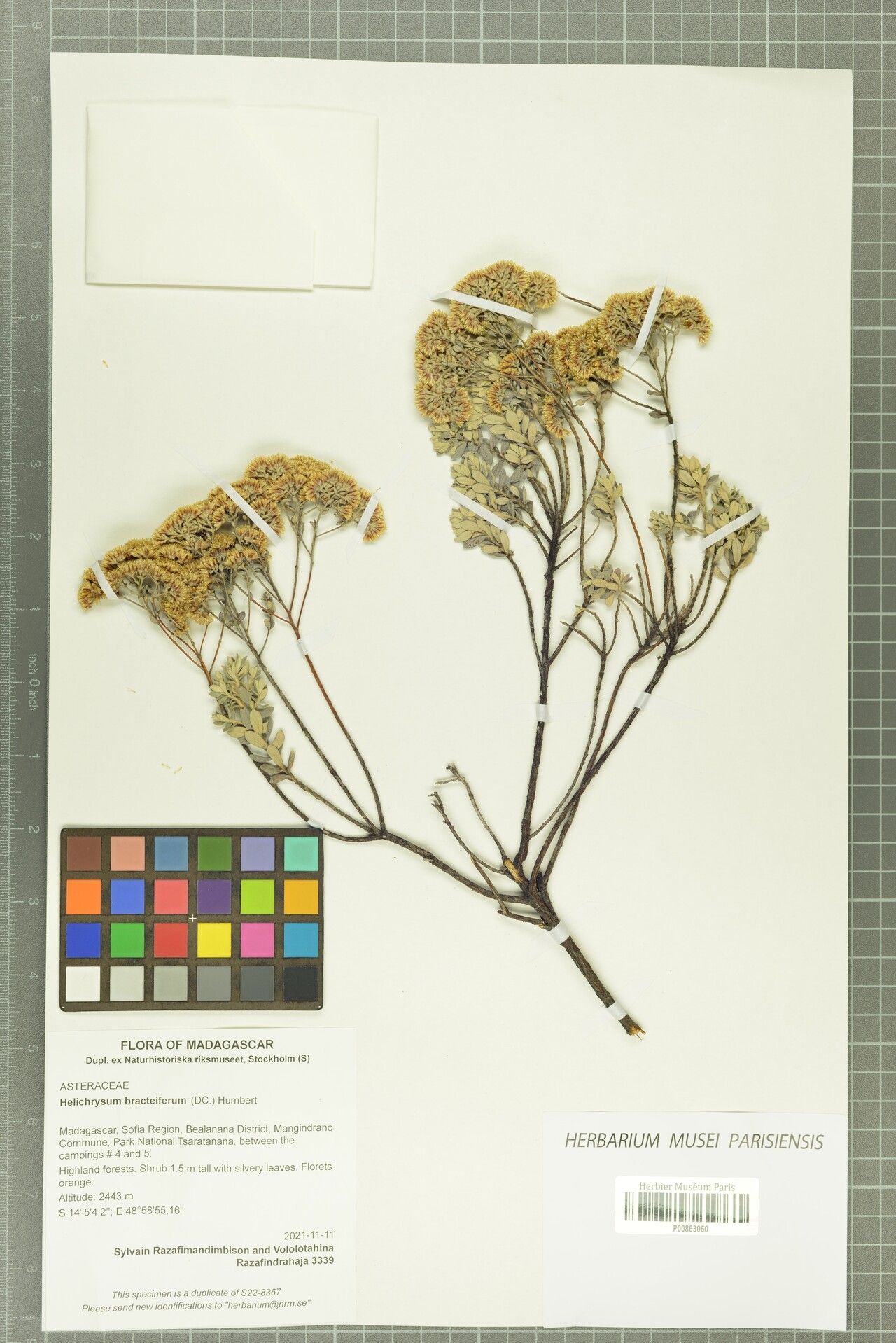 Helichrysum bracteiferum — search result for 'Helichrysum'