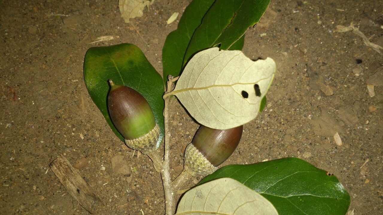Quercus oleoides fruit