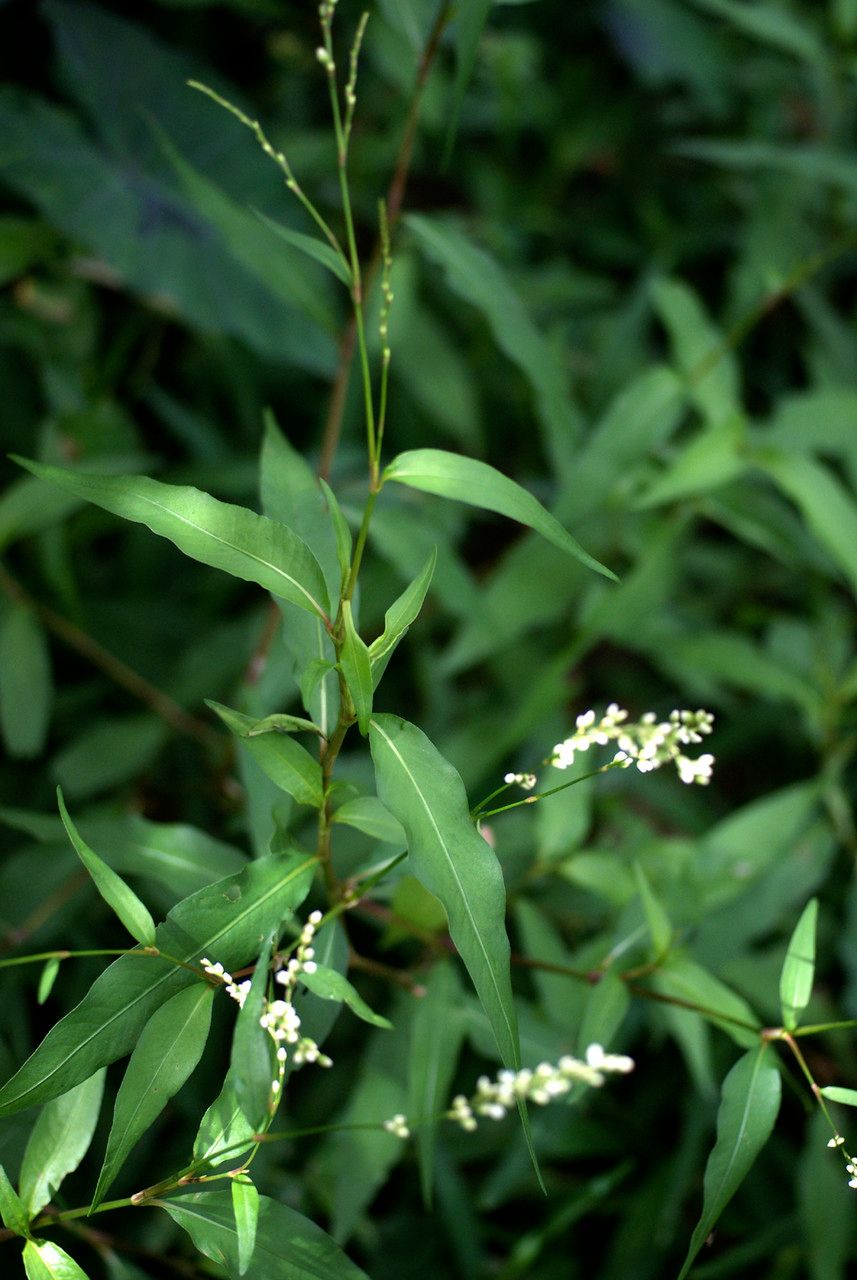 Persicaria poiretii other