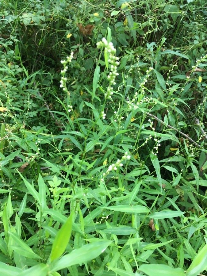 Polygonum setaceum leaf