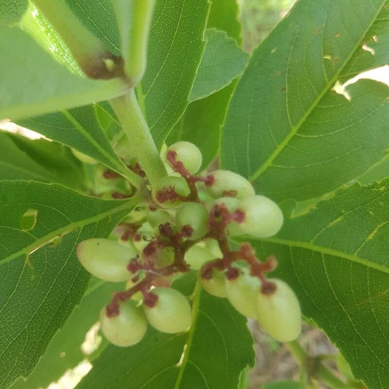 Cyphostemma crotalarioides fruit