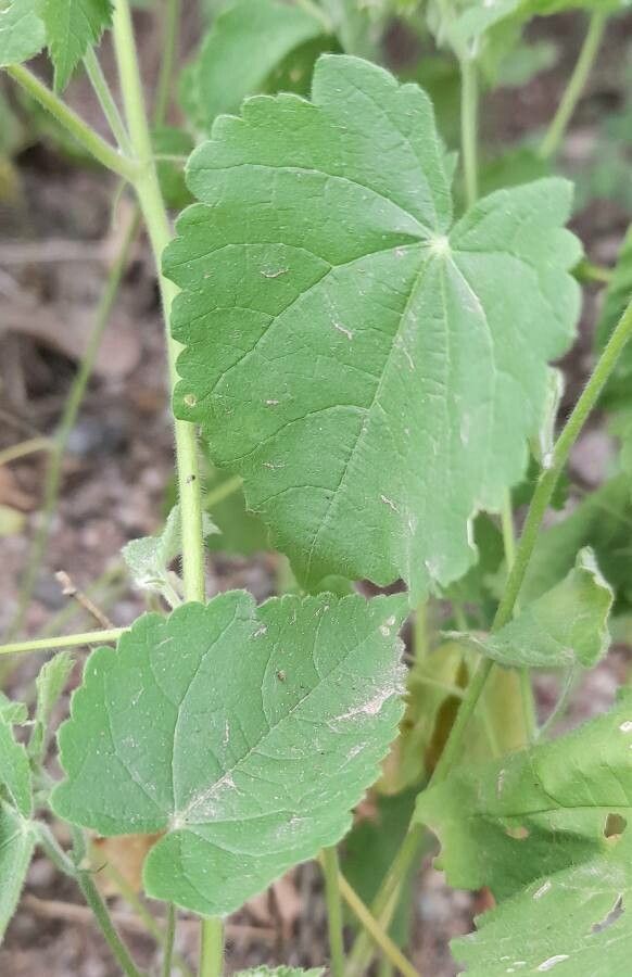 Herissantia crispa — search result for 'Perennial or annual herb'