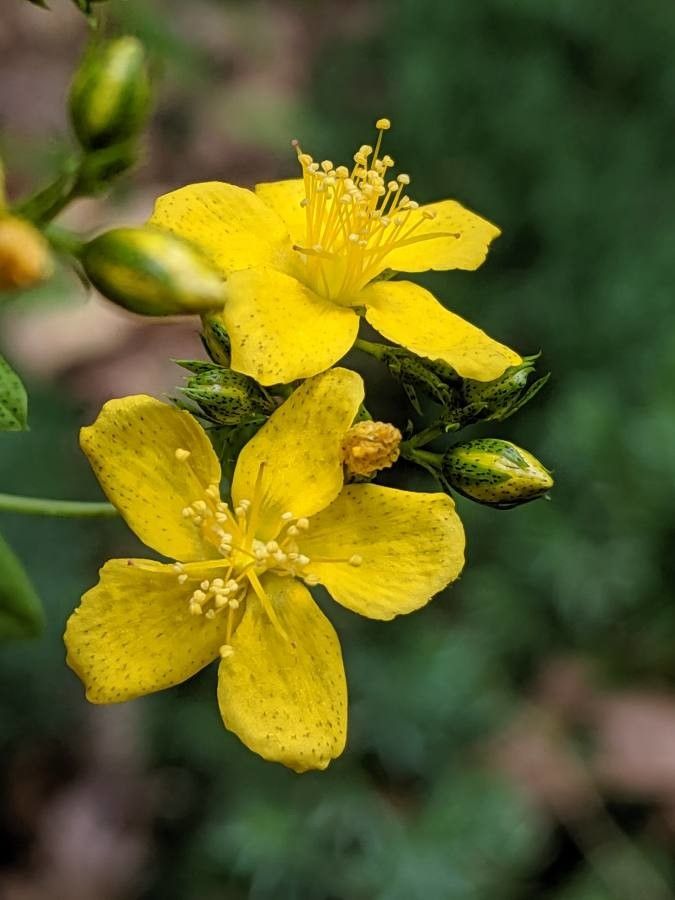 Hypericum punctatum flower