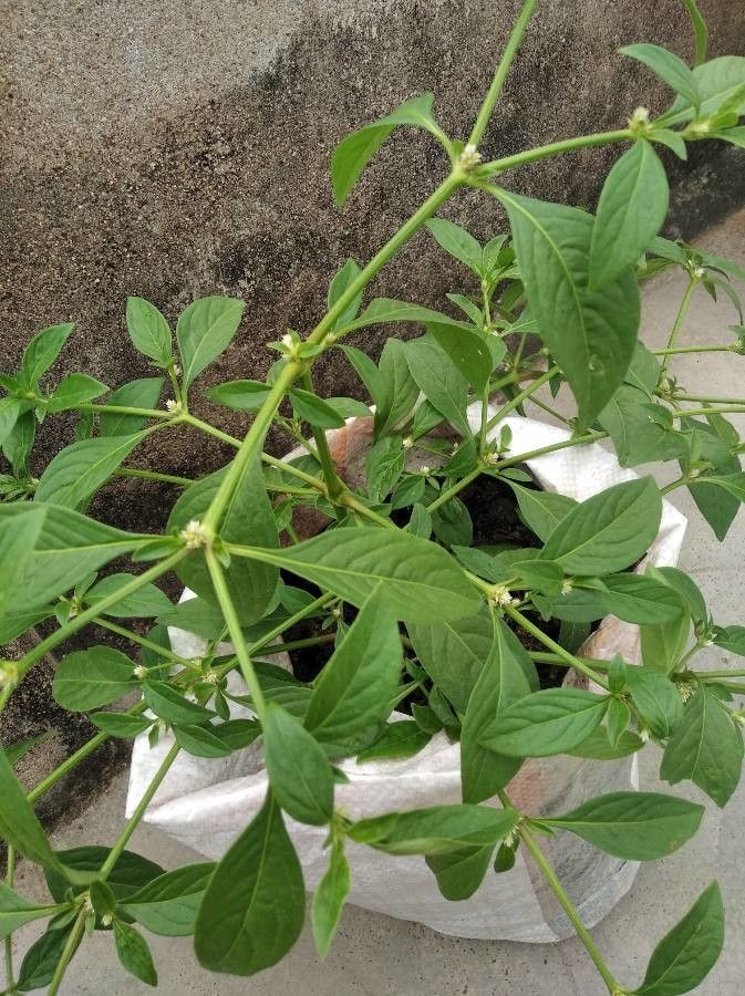 Alternanthera sessilis fruit