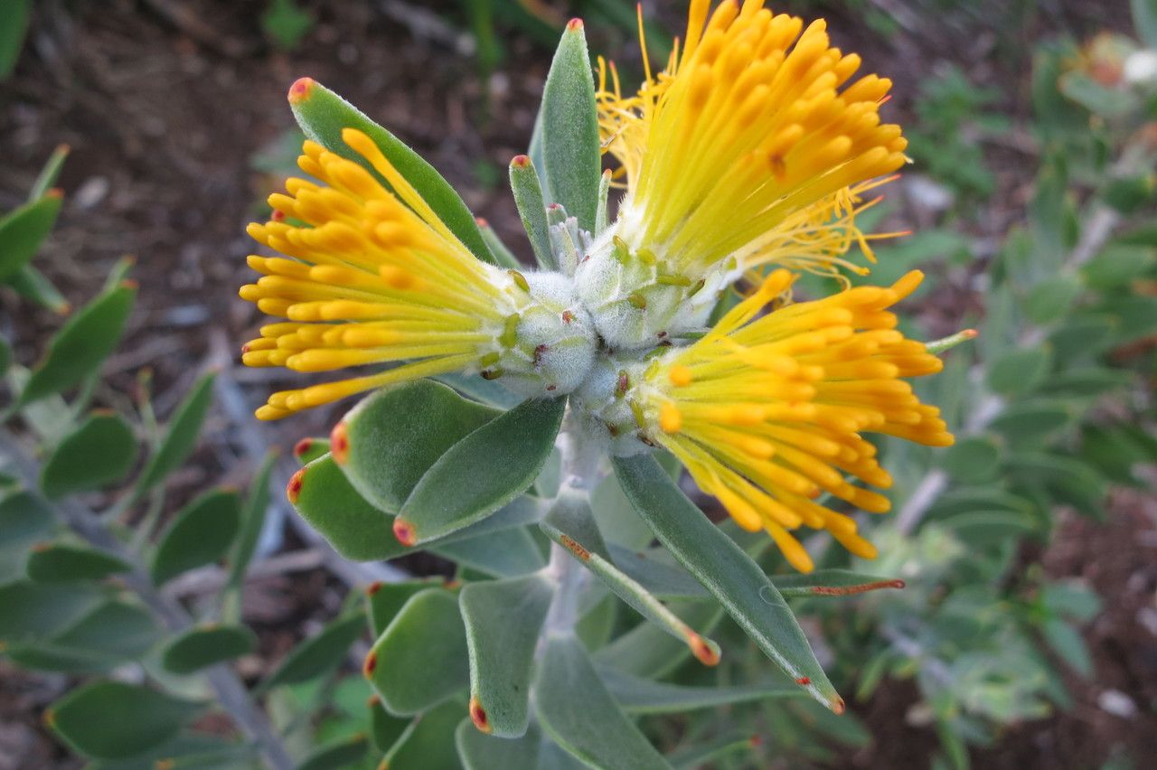Mimetes chrysanthus flower