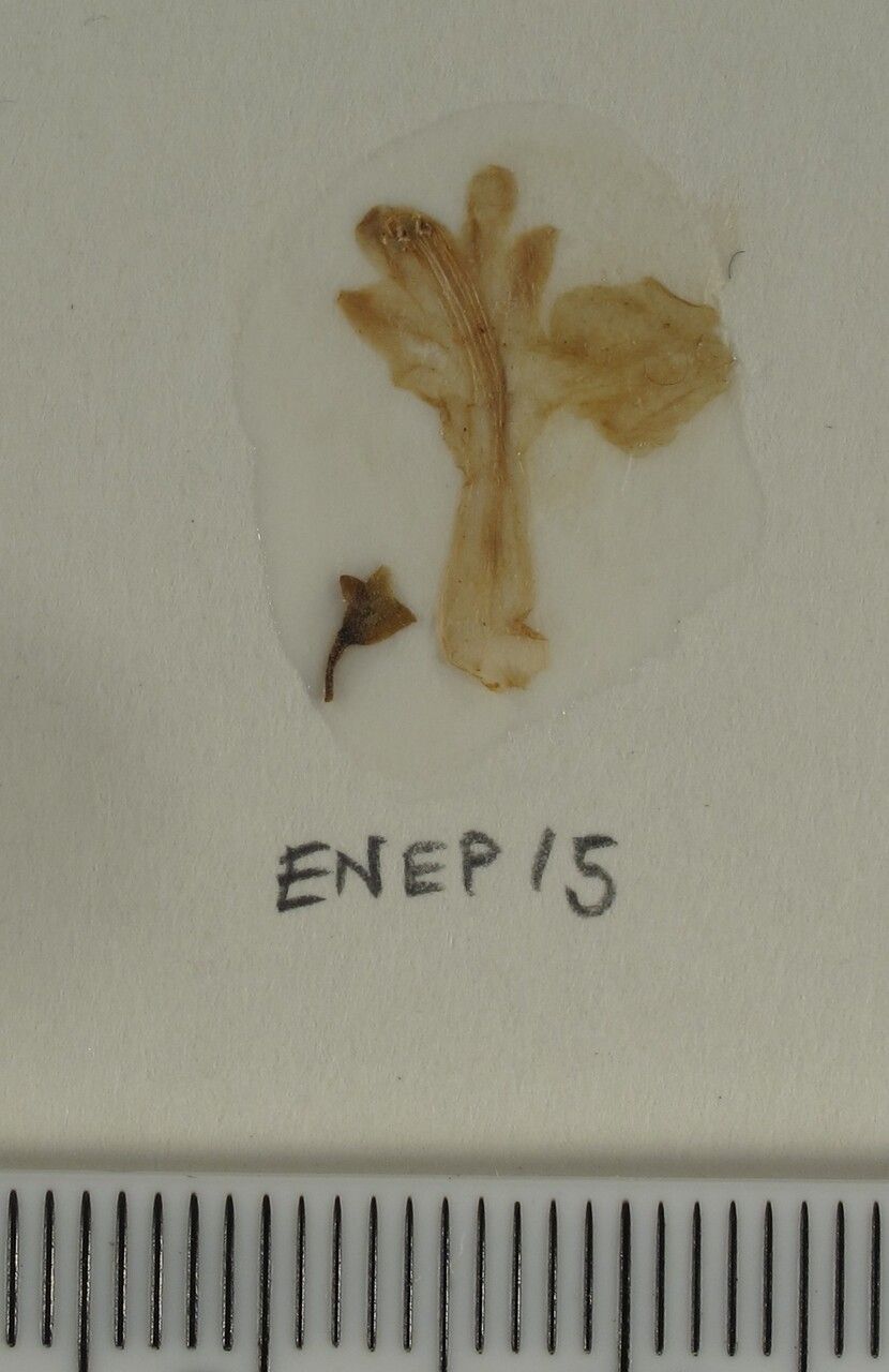 Scutellaria discolor other