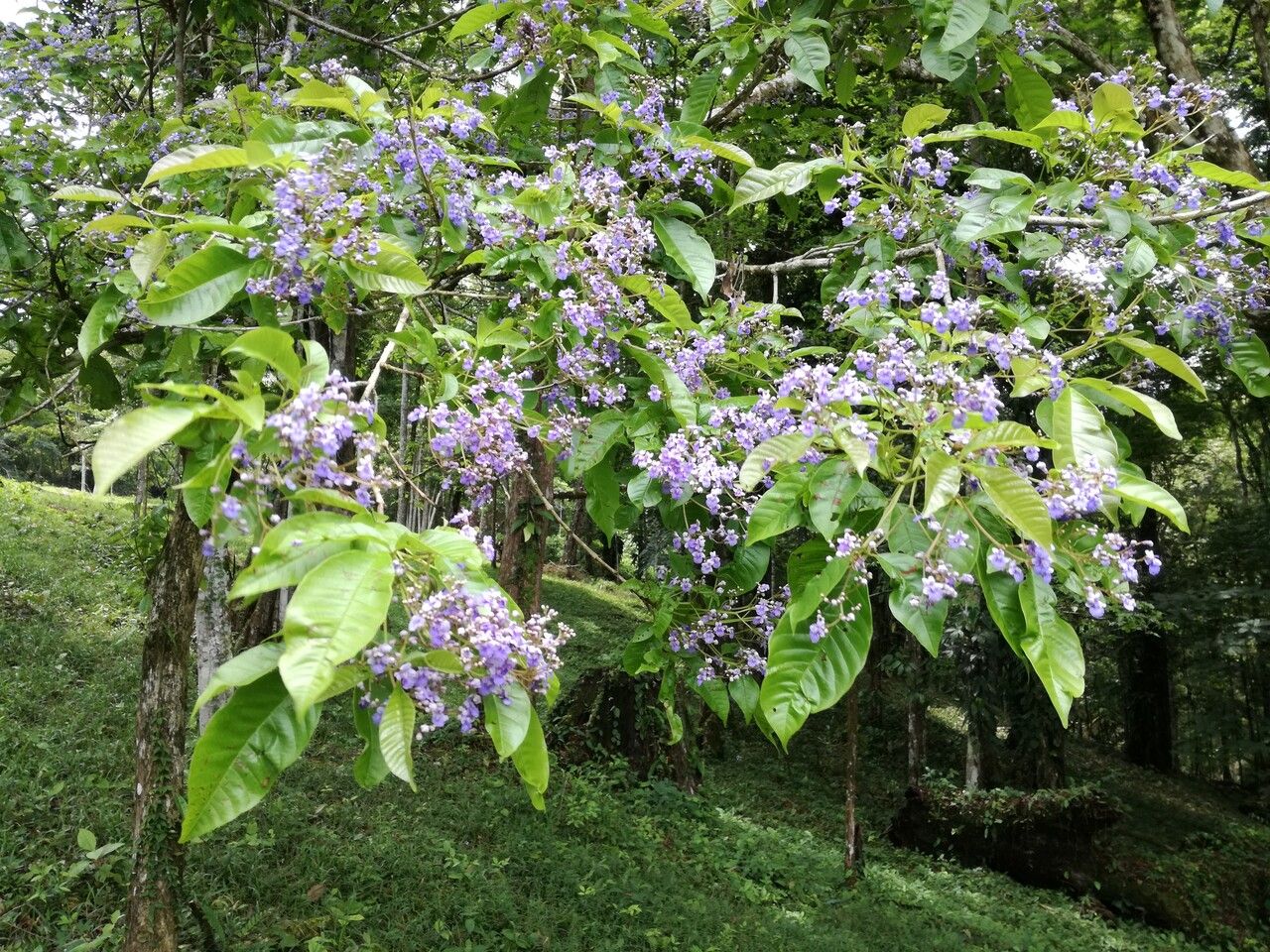 Vitex cooperi flower