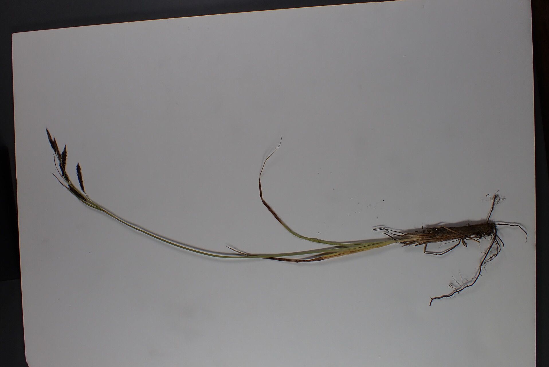 Carex haematostoma other