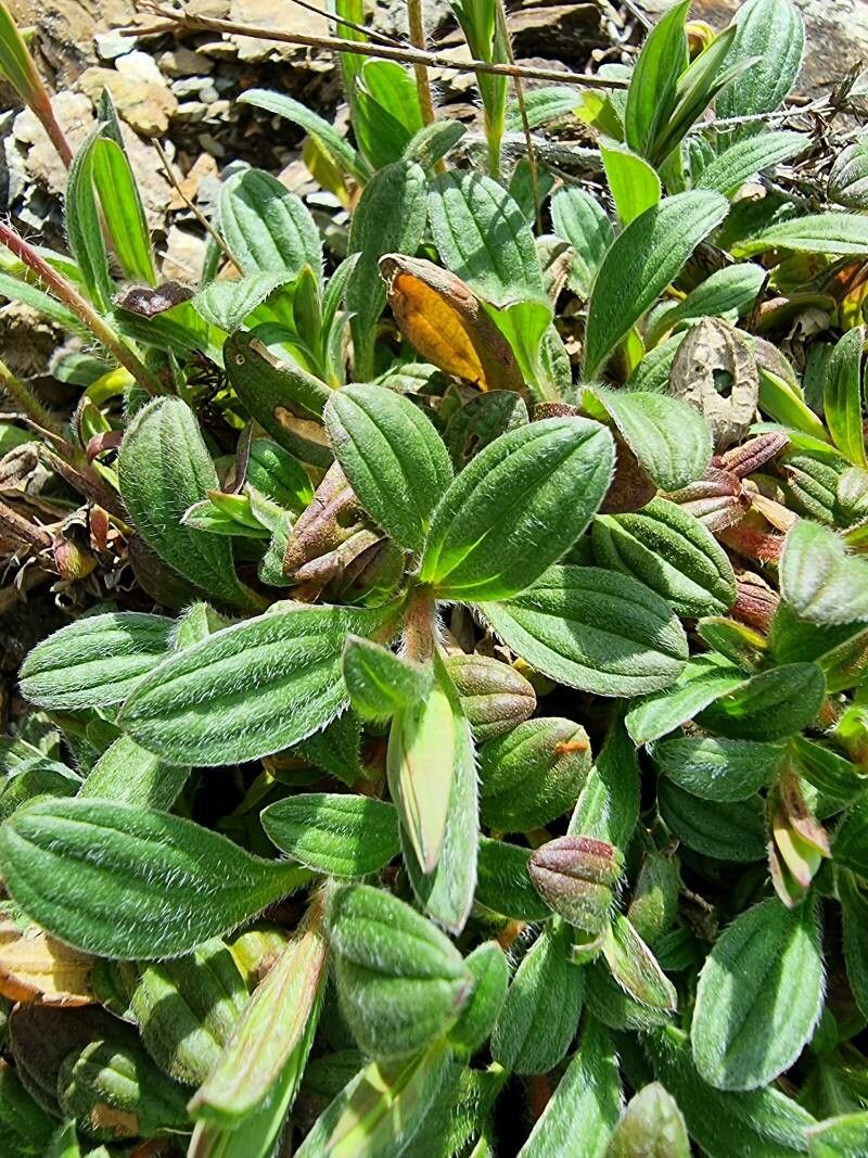 Diatelia tuberaria — houseplant care guide