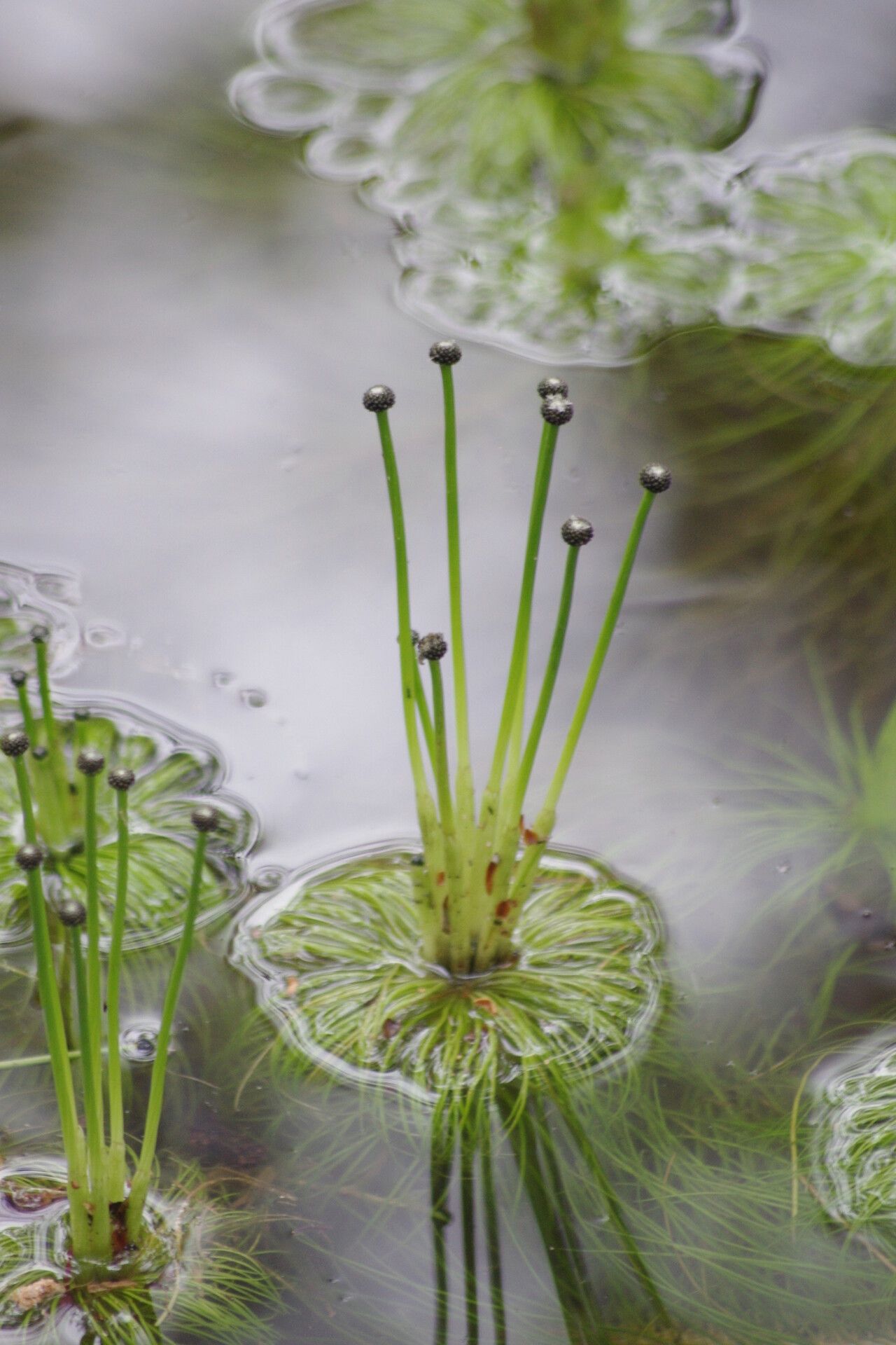 Eriocaulon setaceum habit
