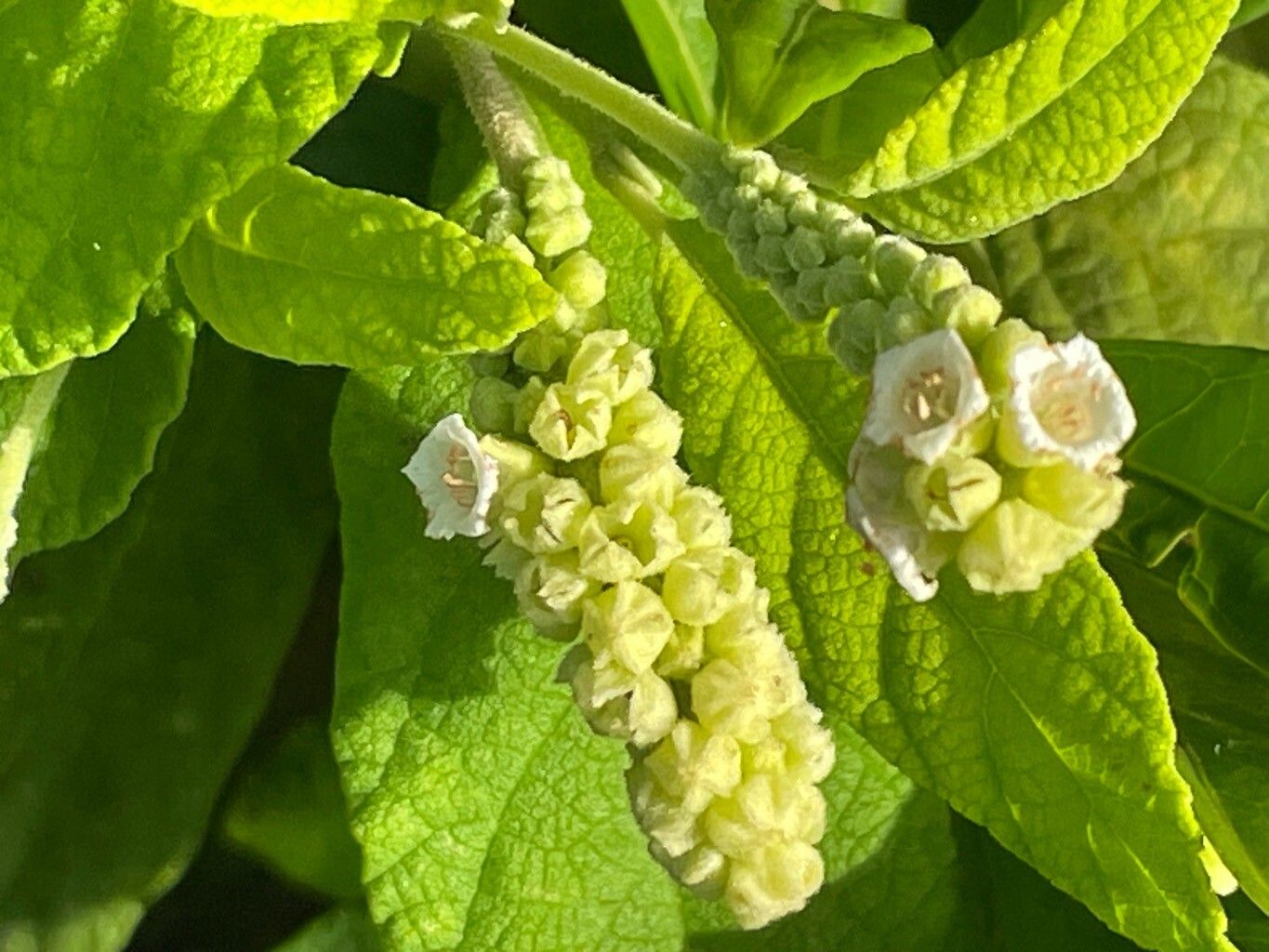 Varronia brownei flower