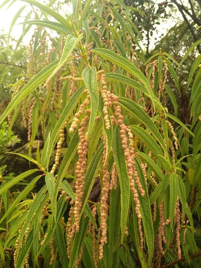 Boehmeria penduliflora fruit