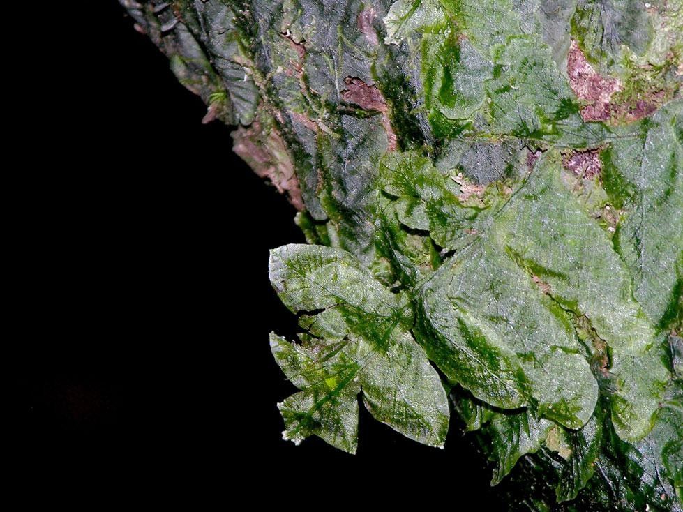 Trichomanes tuerckheimii leaf