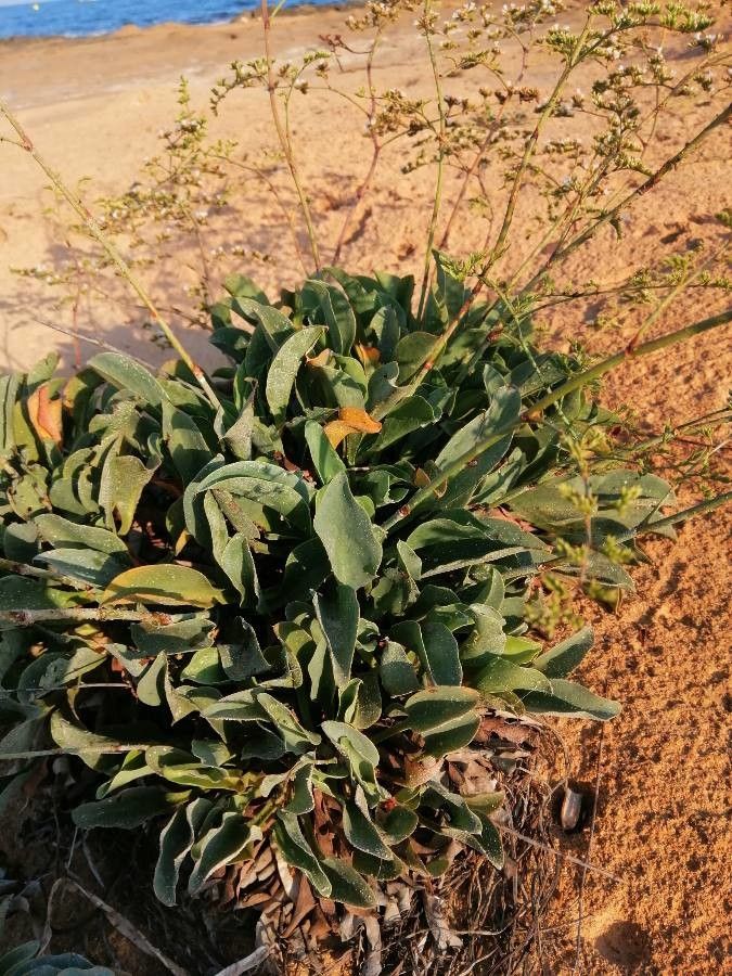 Limonium cossonianum leaf