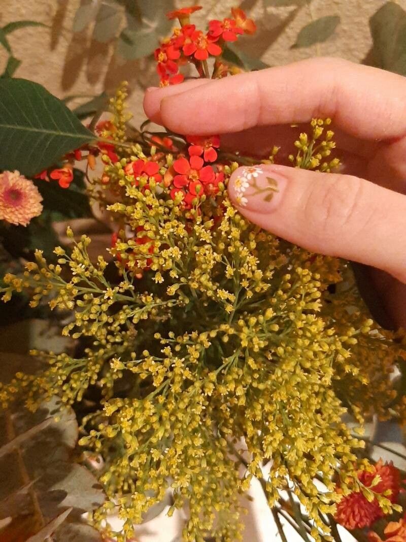 Solidago × asperula — search result for 'Solidago'