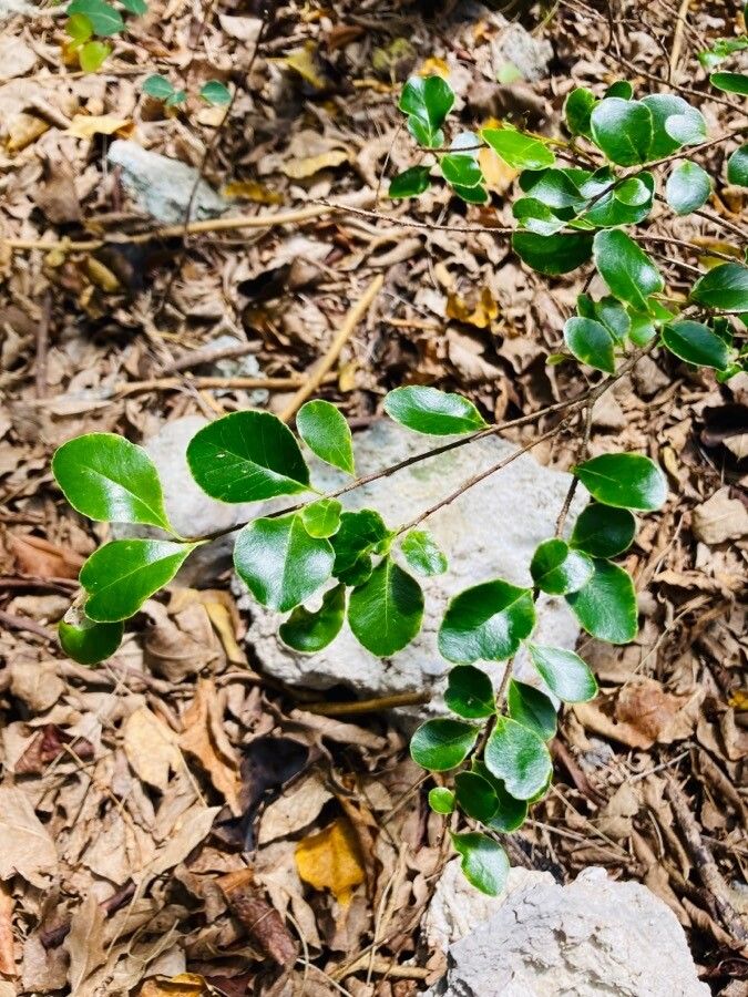 Sideroxylon obovatum — houseplant care guide