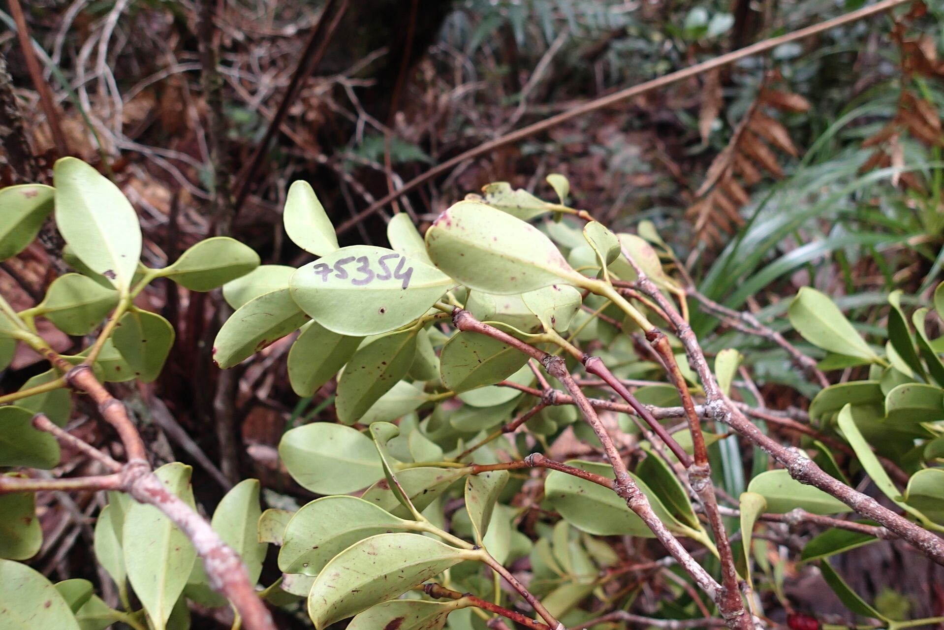 Syzygium brongniartii leaf