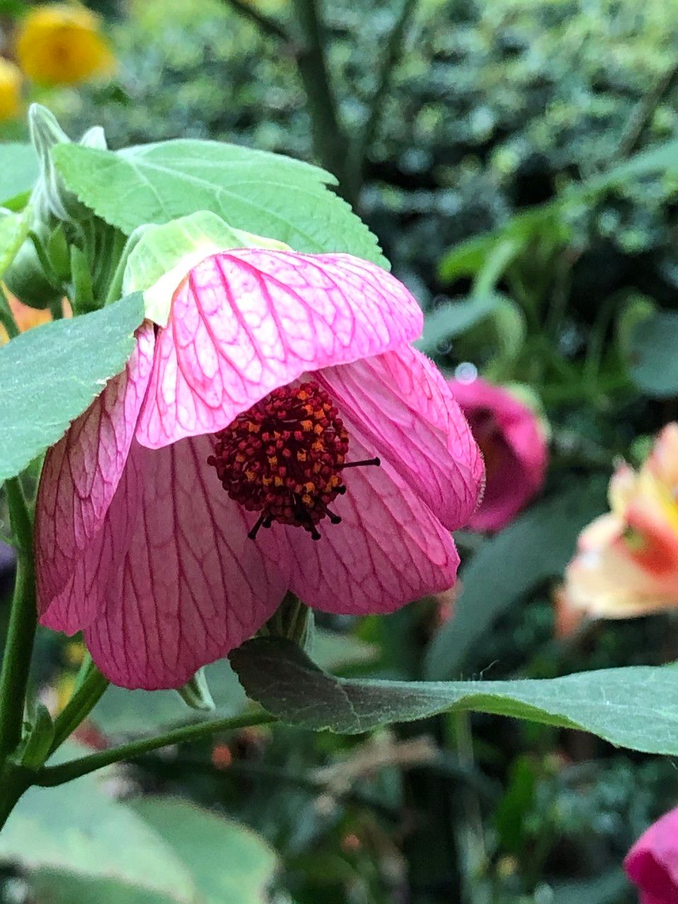 Abutilon spp. flower
