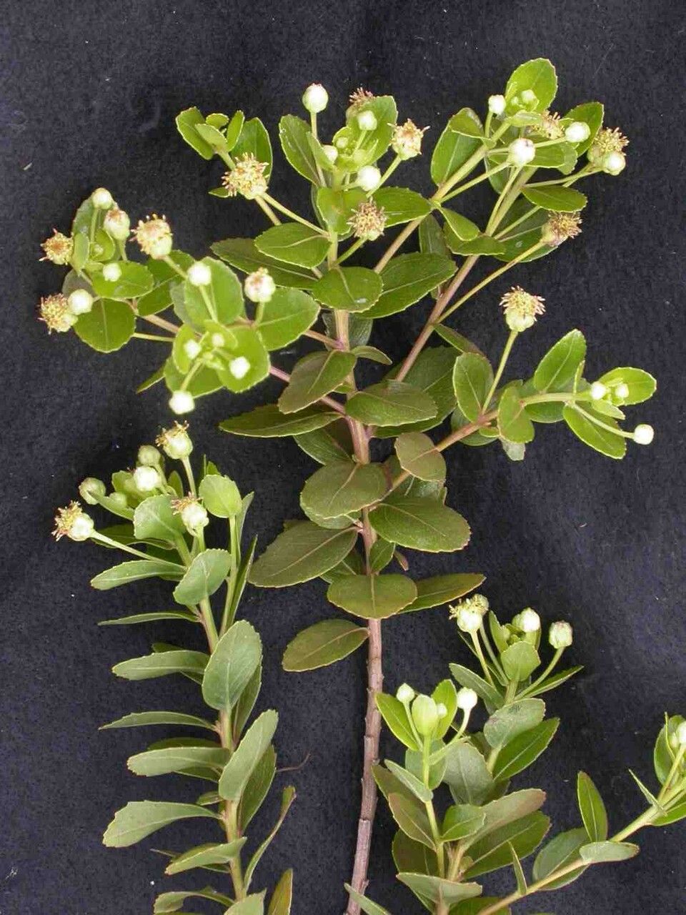 Baccharis elliptica — search result for 'Baccharis'