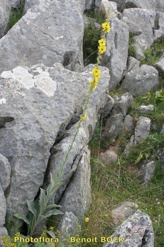 Verbascum rotundifolium habit
