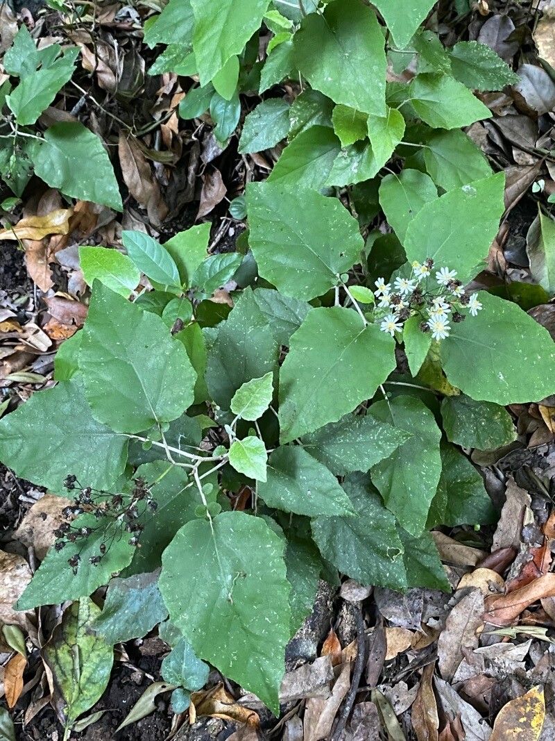 Pericallis appendiculata habit