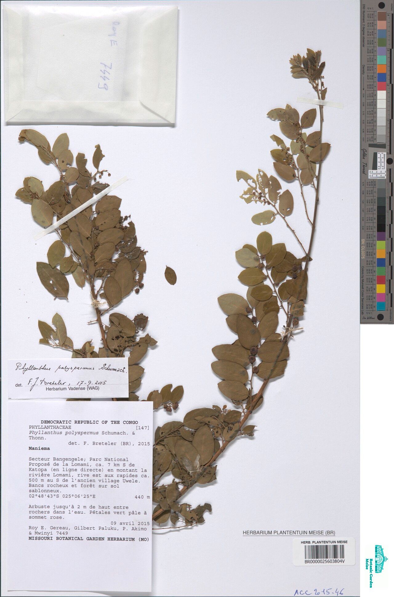 Phyllanthus polyspermus other