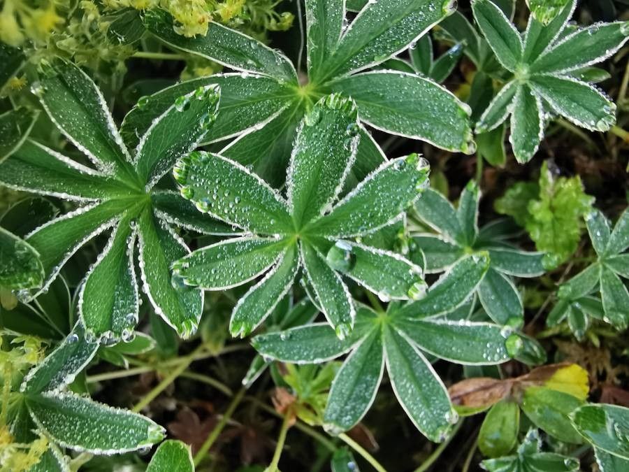 Alchemilla conjuncta leaf