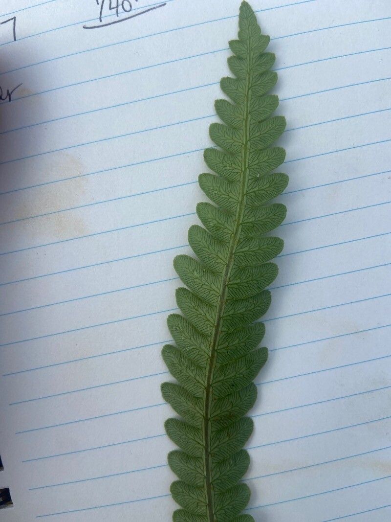 Woodwardia virginica leaf