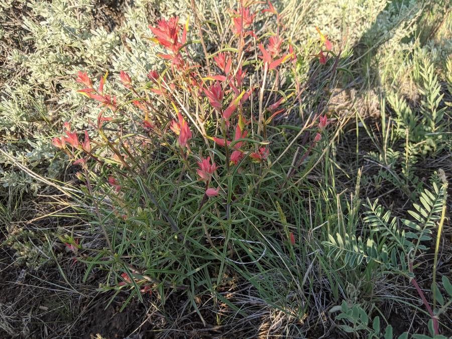 Castilleja linariifolia habit