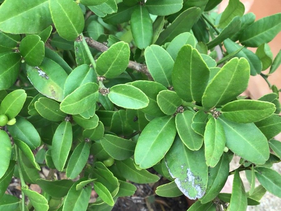 Atalantia buxifolia leaf