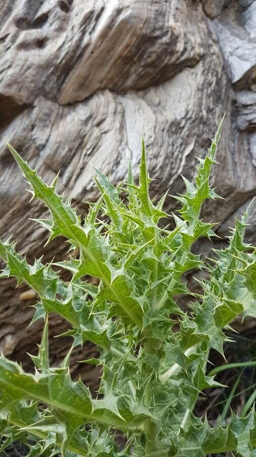 Carthamus arborescens — related species from the same genus