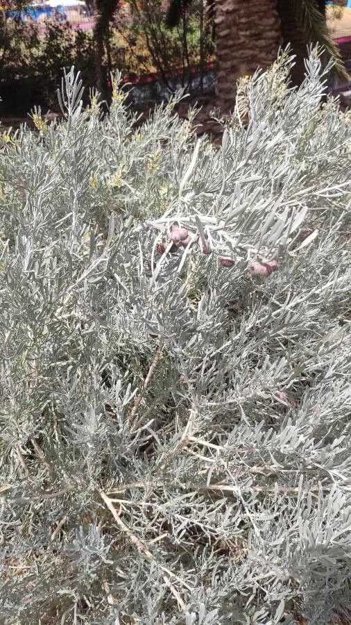 Cneorum pulverulentum — search result for 'Rutaceae'