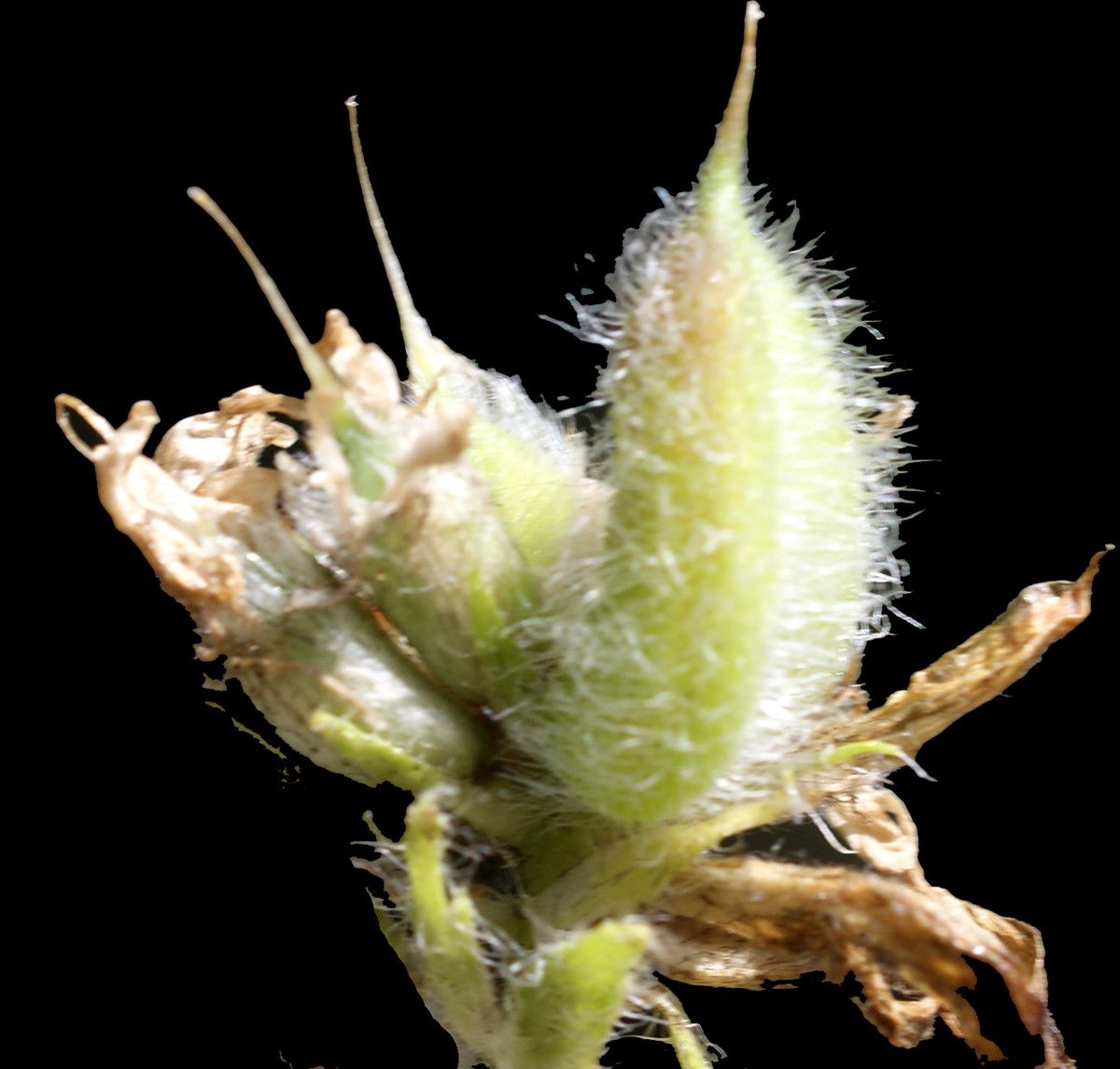 Astragalus vesicarius fruit