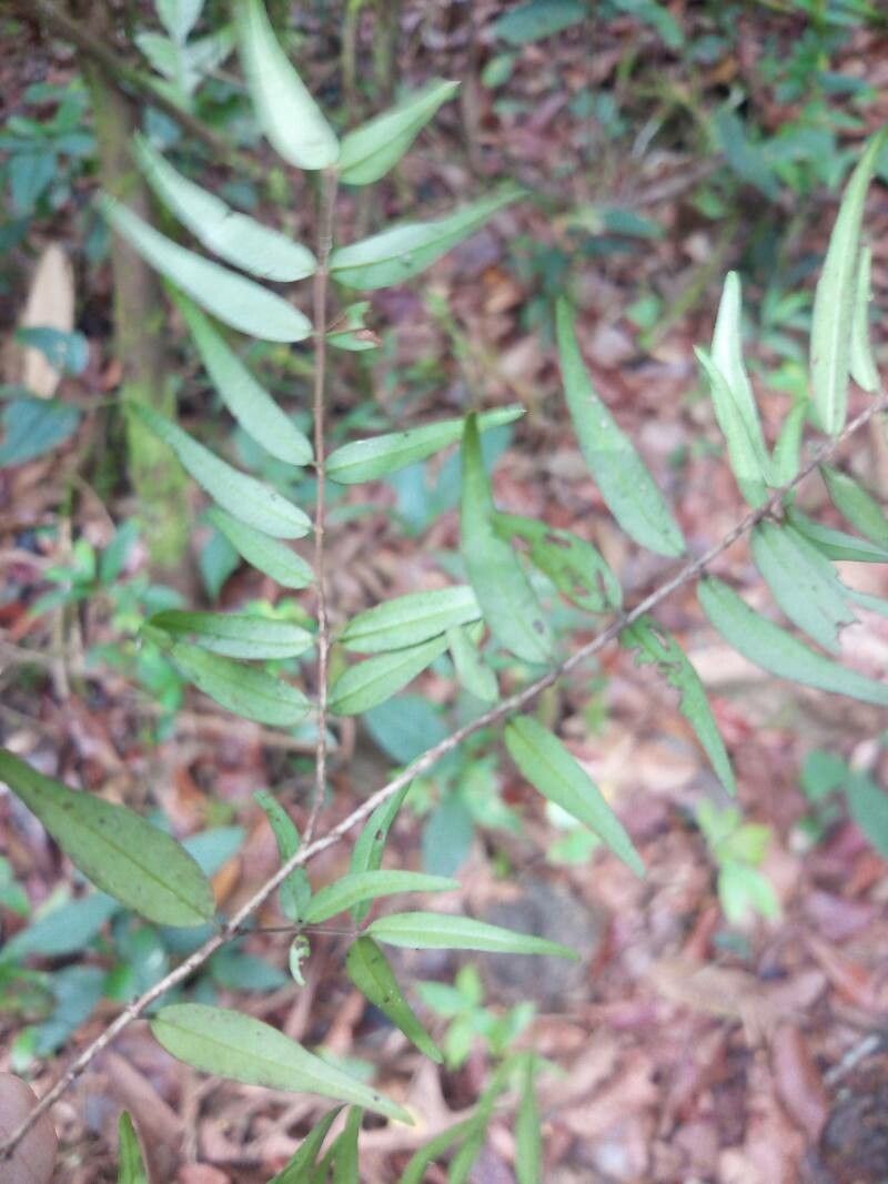 Myrcia sylvatica leaf