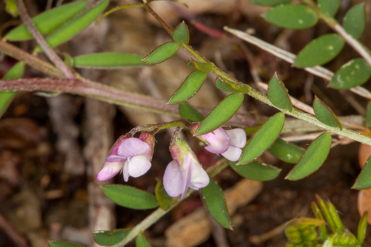 Vicia disperma flower