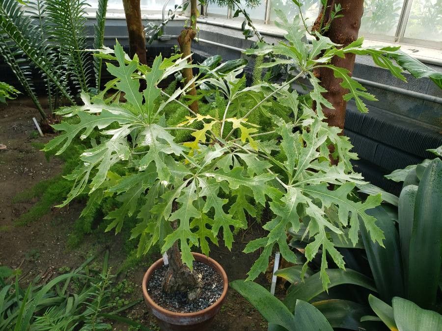 Cussonia paniculata leaf