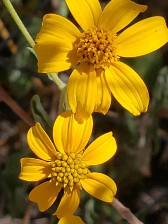 Psilostrophe cooperi — related species from the same genus