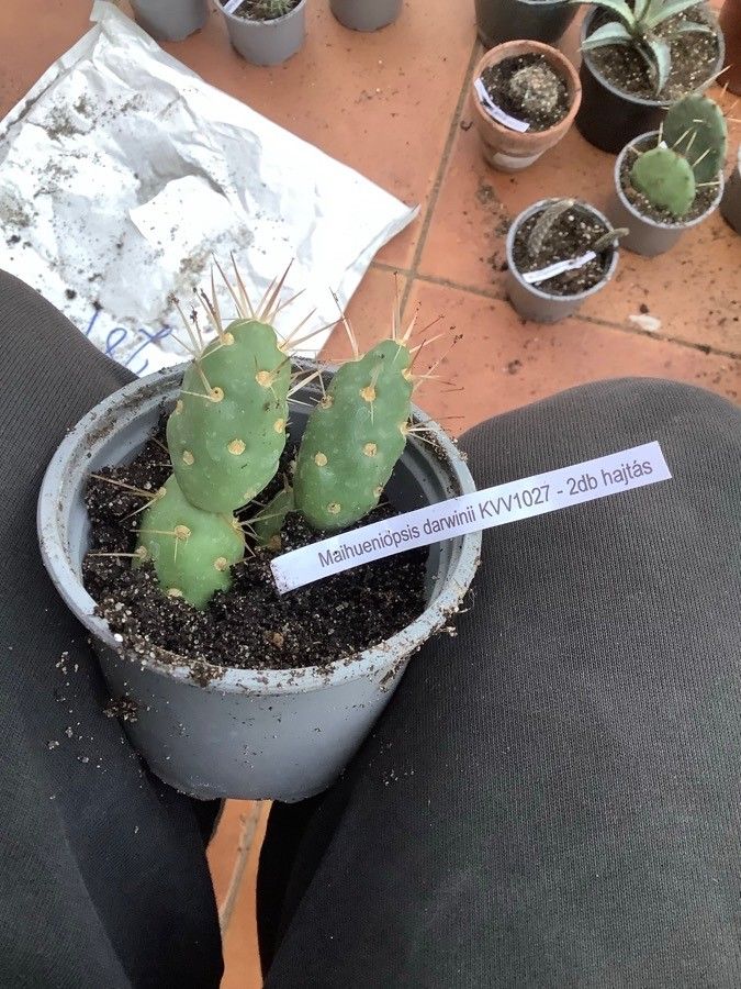 Maihueniopsis ovata leaf