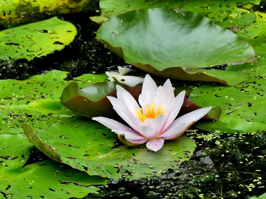 Nymphaea alba