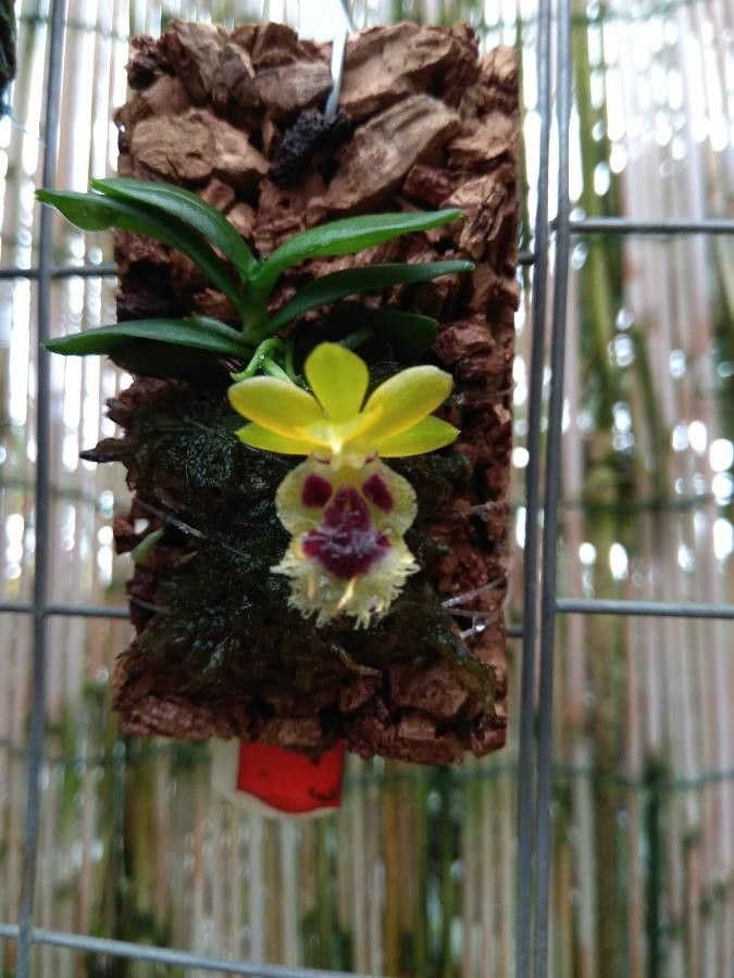 Gastrochilus retrocallus flower