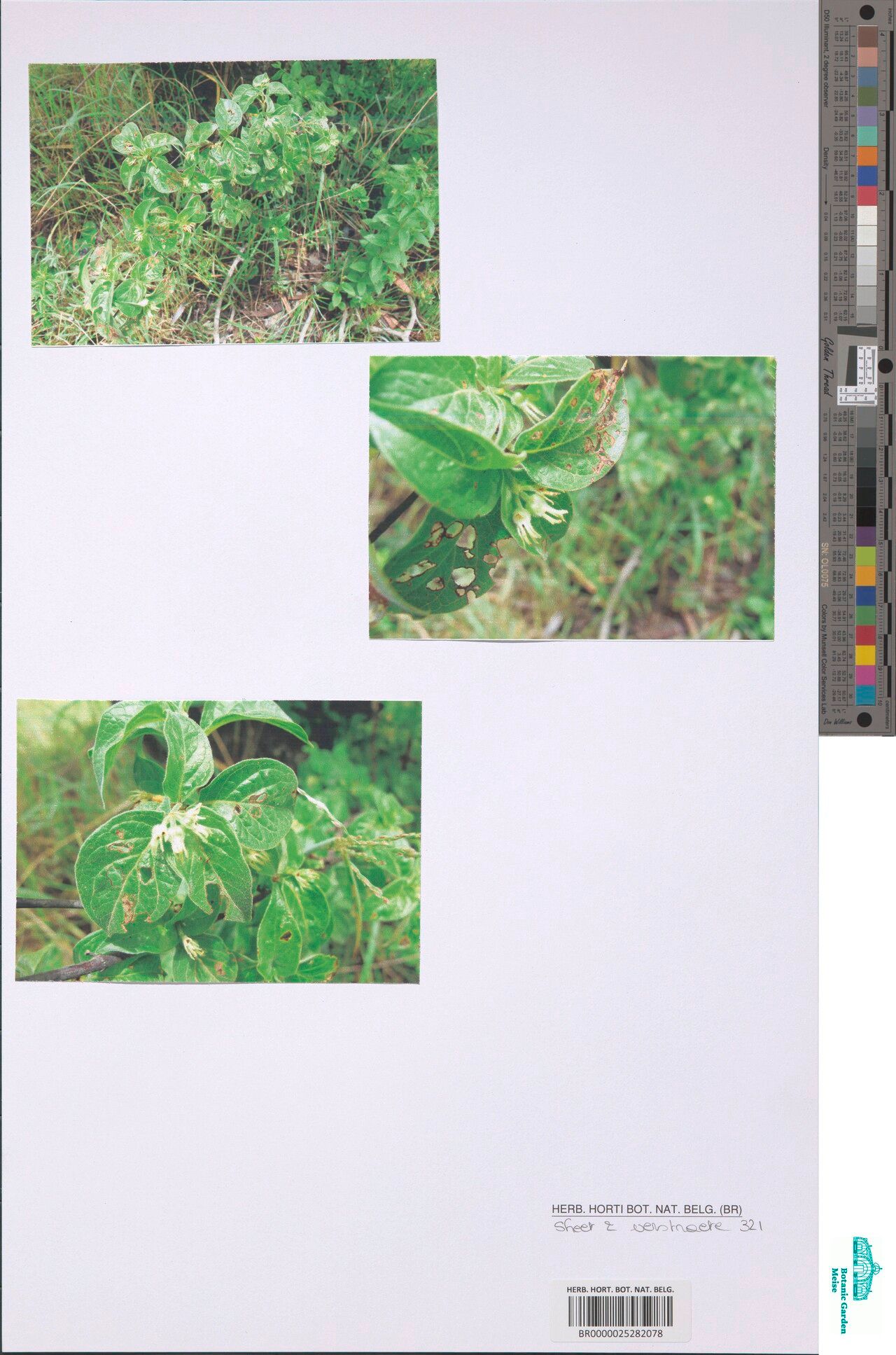 Psychotria linearisepala — houseplant care guide