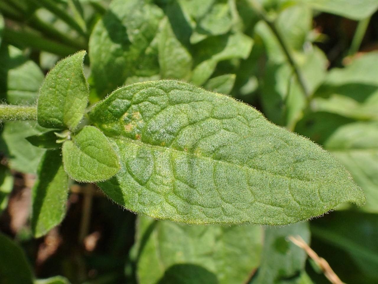 Inula conyza — search result for 'Conyza'