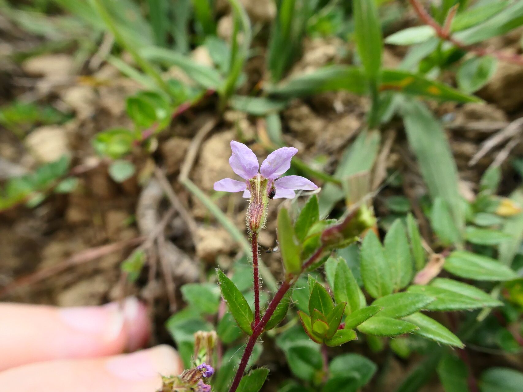 Cuphea ciliata flower