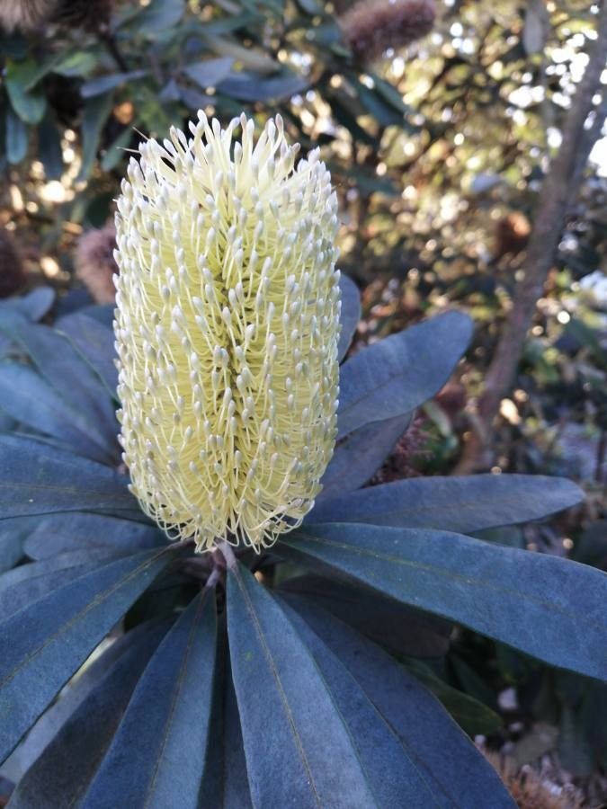 Banksia integrifolia flower