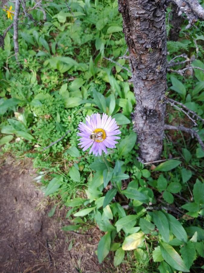 Erigeron peregrinus flower