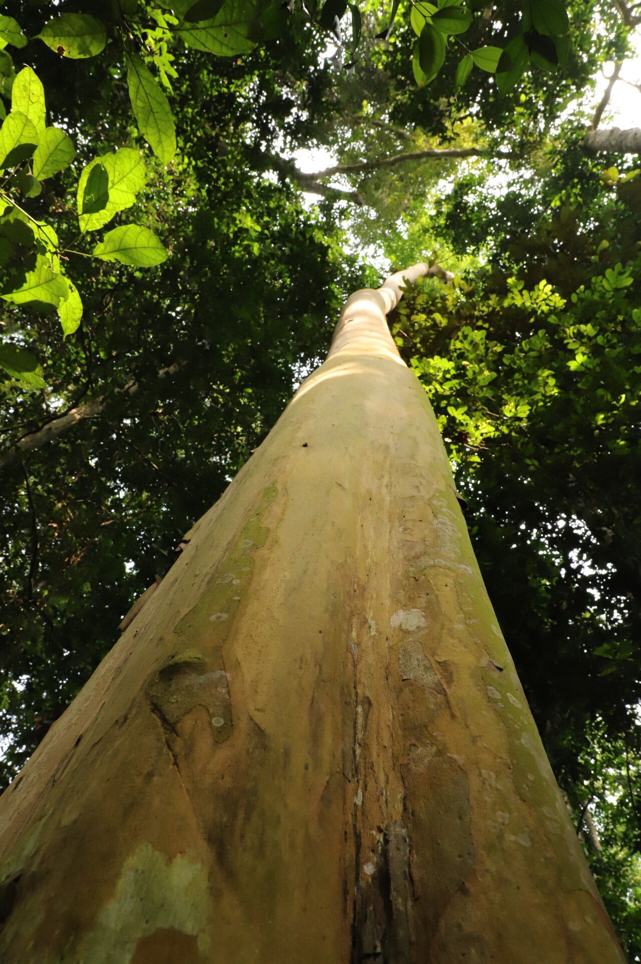 Diospyros whitei bark