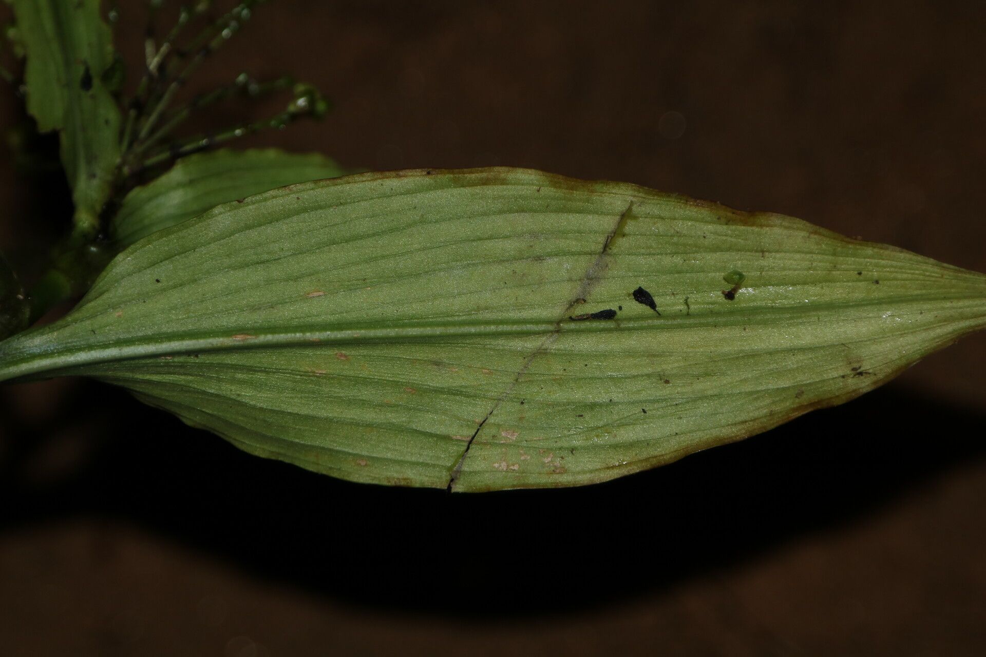 Aneilema beniniense — related species from the same genus