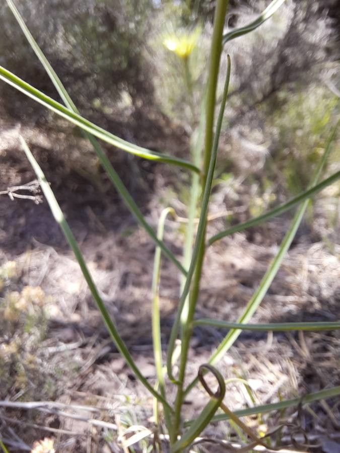 Scorzonera graminifolia — search result for 'Scorzonera'