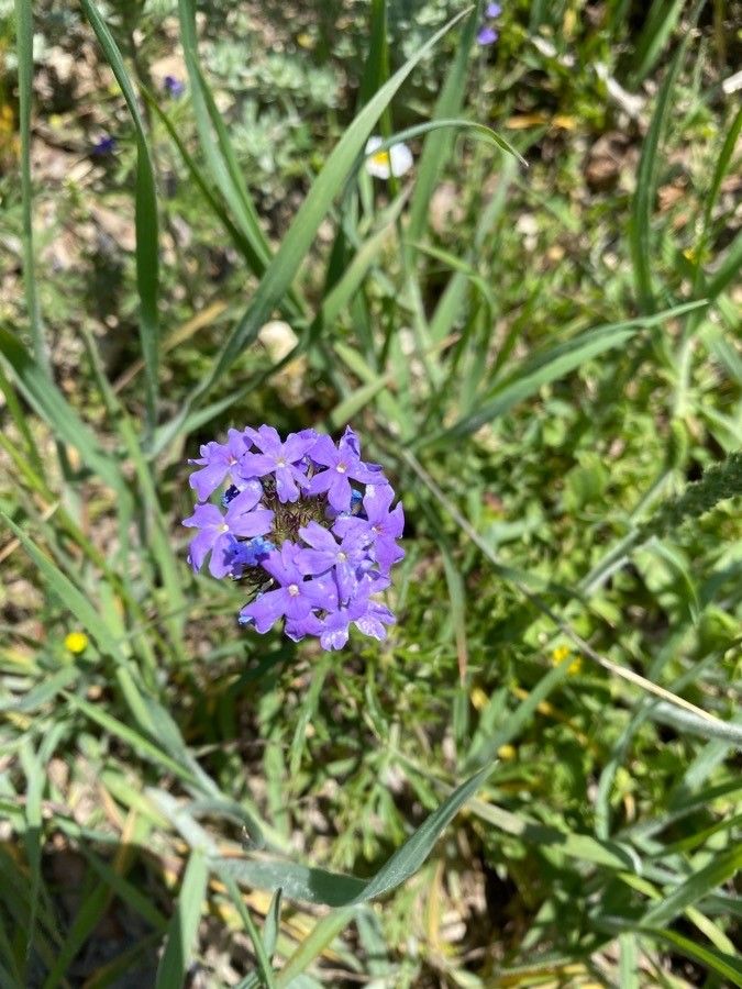 Glandularia bipinnatifida flower